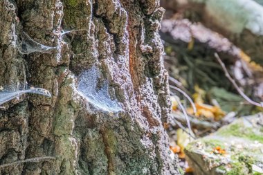 Orta Avrupa 'daki bir orman ortamında yayılmış ışıklandırmanın altında örümcek ağıyla kaplı ağaç gövdesine yakın çekim