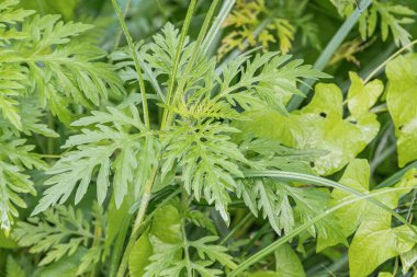 Çeşitli dokulara ve şekillere sahip çeşitli bitkilerin yakın görüntüsü, canlı yeşil, geniş yapraklar, tırtıklı kenarlar, bulutlu gün veya gölgeli alan