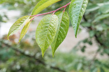 Yaprakların üzerine saçılmış damlacıkları gösteren doğal ışık altındaki ıslak bir yaprak dalının yakın plan görüntüsü son yağmuru, alan fotoğrafçılığının derinliğini, dokusunu ve doğal elementleri gösteriyor.