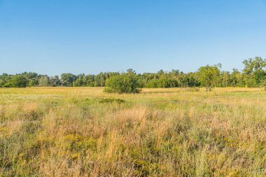 Özet Düz, açık arazi açık mavi gökyüzü altında yüksek mavi çimenler ve düşük bitki örtüsü Yollar veya yapılar görünmeyen doğal manzara yeşil ve sarı renkler