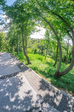 Çeşit çeşit ağaçlarla çevrili, bereketli kentsel bir yol ve sağ tarafa doğru yavaşça yükselen parçalı bulutlu gökyüzü ışığı filtreler, yıpranmış tuğlalar üzerine lekeli gölgeler bırakır Gree.