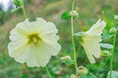 Üç çiçeğin yakın plan görüntüsü, merkezi çiçek, canlı sarı, simetrik düzenleme, her iki tarafta iki tomurcuk, bulanık yeşil arka plan, doğal ışıklandırma, minimalist estetik