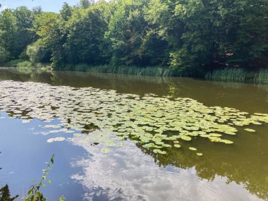 Nilüfer yapraklı sakin orman göleti sahnesi, sık yapraklı ağaçlar, hafif ışıklandırma ve kara ile su arasında uyumlu bir denge.