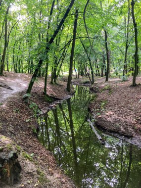 Sığ su kanalları olan bir orman manzarası, ağaçların arasından süzülen güneş ışığı, yere düşen yapraklar, üzerinde ayak izleri olan dar bir patika, ve ormana bakan uzak bir görüş.