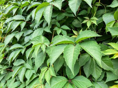 Yoğun, sağlıklı, parlak, koyu yeşil yapraklı, yeşil yapraklı, gür yapraklı bir çerçeve. Bakış açısı bir tarafı diğerlerinden daha belirgin. Görünürde ışık bile yok.