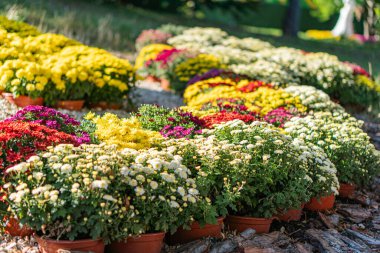 Canlı, yeşil bir bahçe sahnesi, çeşitli saksılar ve uzun bir ağaç.