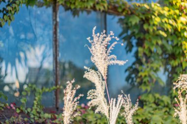 Uzun otların, narin çiçeklerin ve bereketli yeşilliklerin olduğu sakin bir bahçe sahnesi. Cam pencereli bir arka plan. Hafif gölgeler bırakan doğal ışıklandırma.