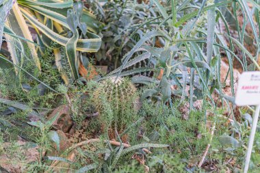 Çeşitli bitkilerle dolu canlı bir bahçe, yemyeşil, bitki örtüsü sıraları, büyüme aşamaları, işaret, insan müdahalesi, doğal ışıklandırma.