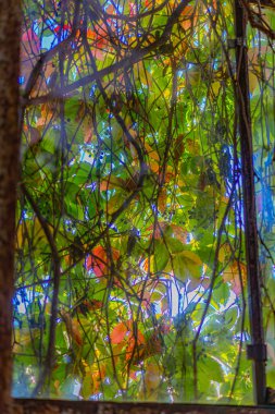 Kısmen yeşil bitkilerle kaplı buzlu pencerenin yakın plan görüntüsü muhtemelen sarmaşık ya da sarmaşık, desenli yaprak benzeri desenler gösteriyor kırmızı ve turuncu renkler mevcut, muhtemelen yansımalar ya da bitki pigmentası