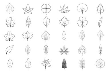 set of Outline trees leaves. Leaves of oak , aspen, linden, maple, chestnut, clover, and plants.