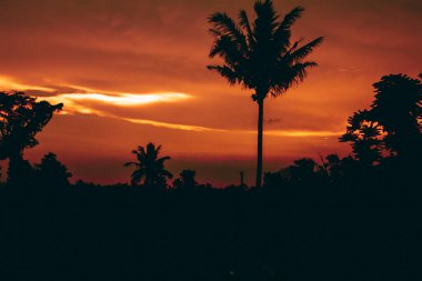 palmiye ağacı günbatımında silüeti