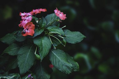 Doğadaki Impatiens çiçeklerini koyu tonda kapatır.