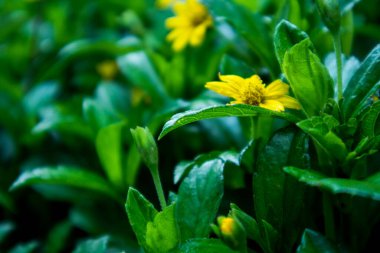 Close up Melampodium divaricatum, Golden Crownbeard, Cowpen Daisy, golden crown beard in the nature clipart