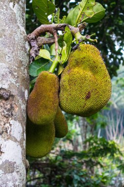 Jackfruit ağaçlarından sarkan meyveler..