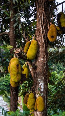 Jackfruit ağaçlarından sarkan meyveler..