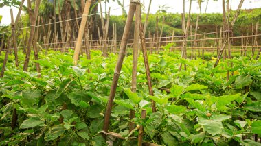 Patlıcan ağacı tarlada yetişir.