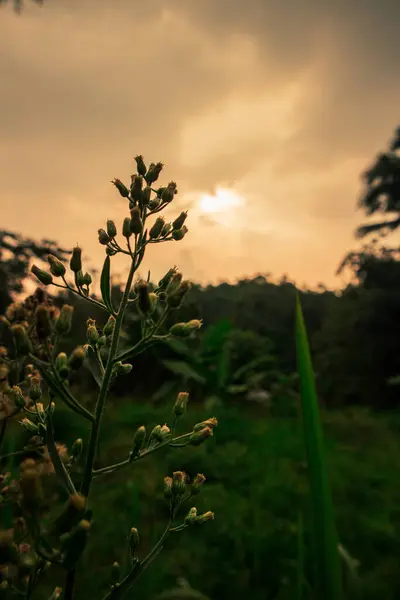 Güzel botanik fotoğrafı, doğal duvar kağıdı.