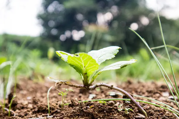 stock image Baby Caisim, often known as green mustard in the fields. most popular vegetables in Indonesia