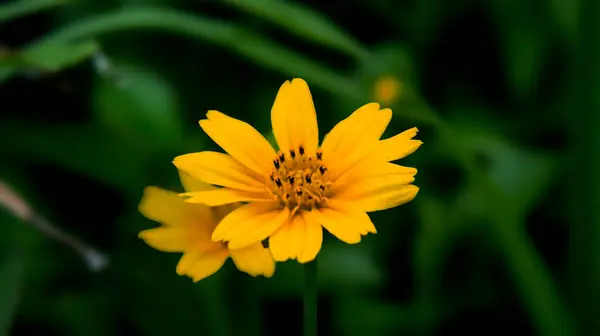 stock image Close up Melampodium divaricatum, Golden Crownbeard, Cowpen Daisy, golden crown beard in the nature