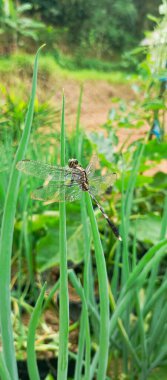 Eastern pondhawk, Erythemis simplicicollis, Dragonflies during the day clipart