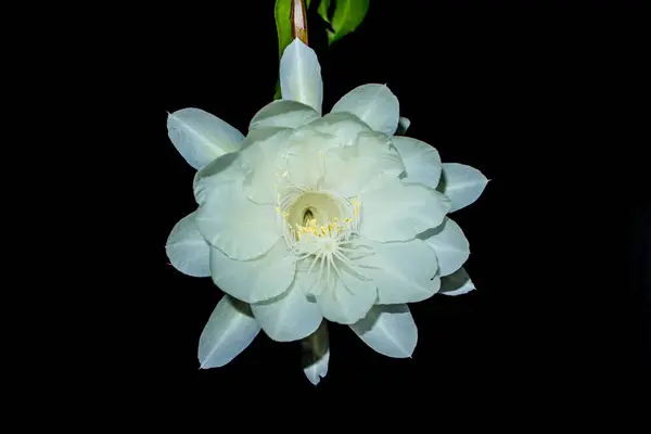 stock image Epiphyllum anguliger. blooming flower in Indonesia called Wijaya Kusuma