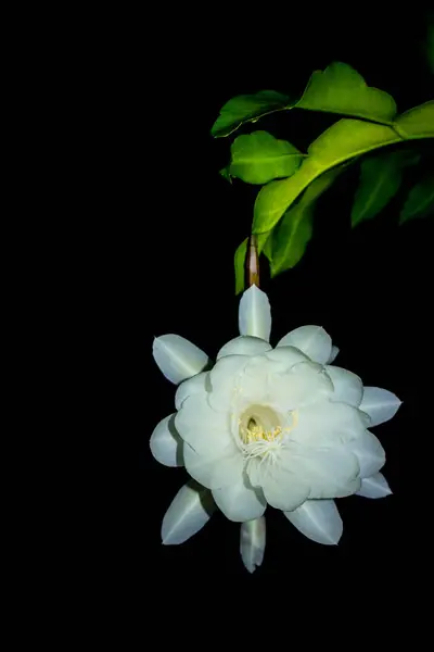 stock image Epiphyllum anguliger. blooming flower in Indonesia called Wijaya Kusuma