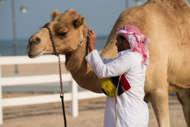 Doha, Katar - Ekim 22, 2022: Bir adam devenin üzerine geleneksel binicilik ekipmanları koyar.