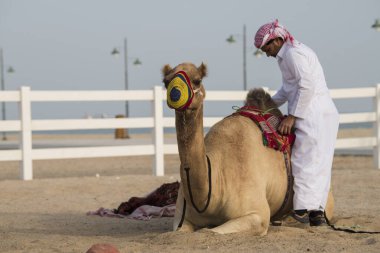 Doha, Katar - Ekim 22, 2022: Bir adam devenin üzerine geleneksel binicilik ekipmanları koyar.