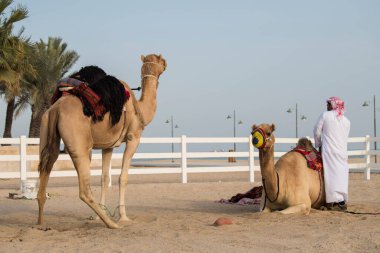Doha, Katar - Ekim 22, 2022: Bir adam devenin üzerine geleneksel binicilik ekipmanları koyar.