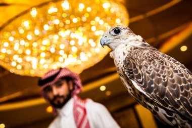 Doha, Katar, Mayıs 01.2022: Şahin Eldiveni 'nde deri kapüşonlu Arap Şahini.