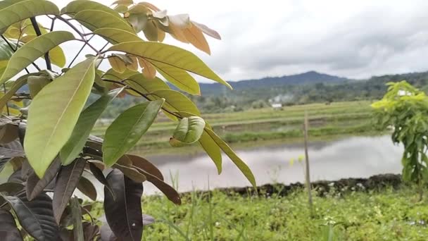 Longan Tree Leaves Natural Backround Video Longan Dimocarpus — Αρχείο Βίντεο
