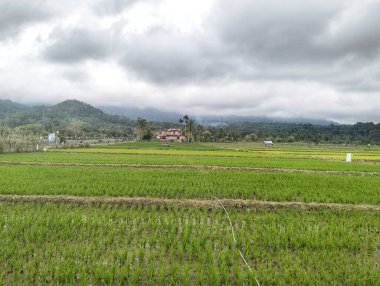 Pirinç tarlası manzarası. Kırsalda çok güzel yeşil bir tarla var. Pirinç tarlası. Pirinç tarımı. 