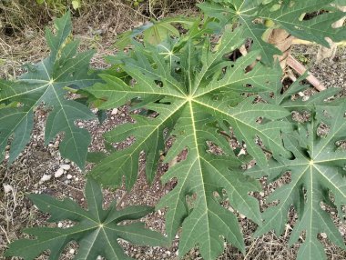Tarlada büyüyen küçük papaya ağacı. Bahçede yetişen küçük papaya ağaçlarının yaprakları genellikle taze sebzeler ve geleneksel ilaçlar için kullanılır.