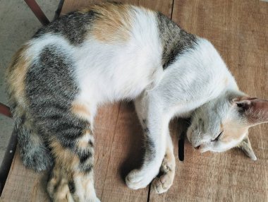 Sokak kedisi ahşap bankta uyuyor, sıcaktan ıslanmış, renkli bir kedi.