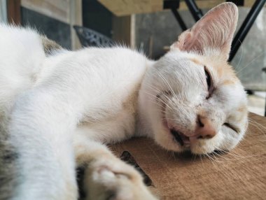 Sokak kedisi ahşap bankta uyuyor, sıcaktan ıslanmış, renkli bir kedi.