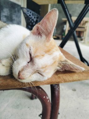 Sokak kedisi ahşap bankta uyuyor, sıcaktan ıslanmış, renkli bir kedi.