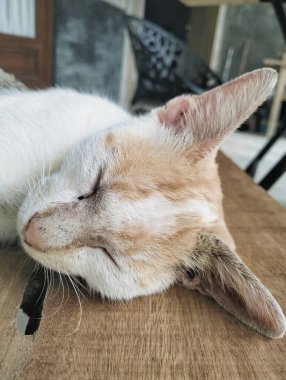 Sokak kedisi ahşap bankta uyuyor, sıcaktan ıslanmış, renkli bir kedi.