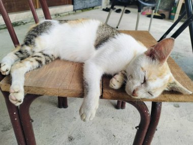 Sokak kedisi ahşap bankta uyuyor, sıcaktan ıslanmış, renkli bir kedi.