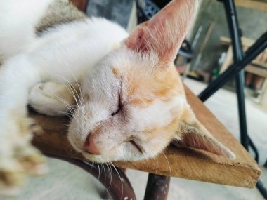 Sokak kedisi ahşap bankta uyuyor, sıcaktan ıslanmış, renkli bir kedi.