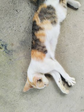 Sokak kedisi ahşap bankta uyuyor, sıcaktan ıslanmış, renkli bir kedi.