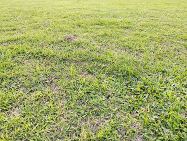 Yeşil çimen dokusunu kapatın, arka planda kopya alanı olsun. Parkta güneşli bir yaz gününde yeşil çimen arka planı. Gerçekçi taze alan