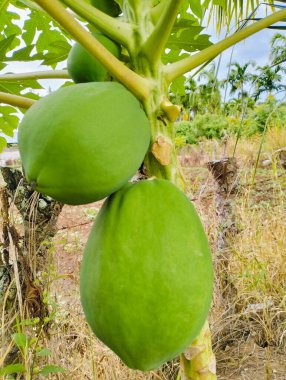 Tropik bir bahçedeki ağaçtaki yeşil papayalar. Yeşillik bir tropikal bahçedeki ağaçta yetişen olgunlaşmamış yeşil papayalar. Canlı yeşil meyveler hala olgunlaşıyor, ağaçta birbirine yakın duruyor.