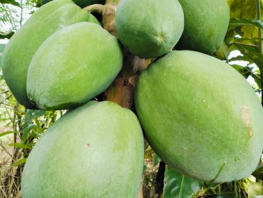 Tropik bir bahçedeki ağaçtaki yeşil papayalar. Yeşillik bir tropikal bahçedeki ağaçta yetişen olgunlaşmamış yeşil papayalar. Canlı yeşil meyveler hala olgunlaşıyor, ağaçta birbirine yakın duruyor.