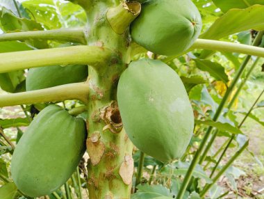 Tropik bir bahçedeki ağaçtaki yeşil papayalar. Yeşillik bir tropikal bahçedeki ağaçta yetişen olgunlaşmamış yeşil papayalar. Canlı yeşil meyveler hala olgunlaşıyor, ağaçta birbirine yakın duruyor.