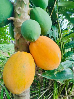 Ağaçta olgun papaya, papaya meyve bahçesindeki ağaçta sallanan taze papaya meyveleri..