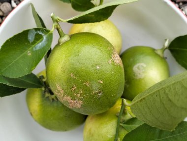 Olgun yeşil limon meyvesi ve yeşil yapraklar kabın içinde, çakıl taşları arka planda, Meyer limonu, Citrus limonu, bahçe