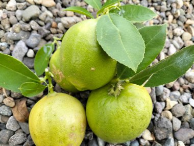 Olgun yeşil limon meyvesi ve yeşil yapraklar kabın içinde, çakıl taşları arka planda, Meyer limonu, Citrus limonu, bahçe