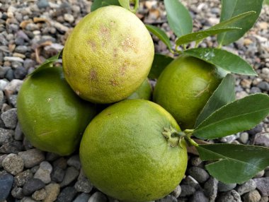 Olgun yeşil limon meyvesi ve yeşil yapraklar kabın içinde, çakıl taşları arka planda, Meyer limonu, Citrus limonu, bahçe