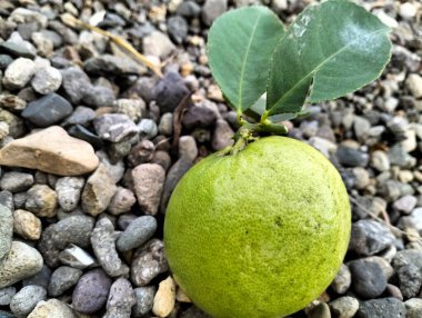 Olgun yeşil limon meyvesi ve yeşil yapraklar kabın içinde, çakıl taşları arka planda, Meyer limonu, Citrus limonu, bahçe