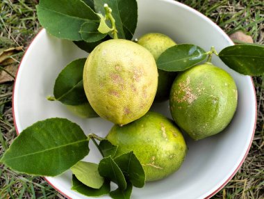 Olgun yeşil limon meyvesi ve yeşil yapraklar kabın içinde, çakıl taşları arka planda, Meyer limonu, Citrus limonu, bahçe